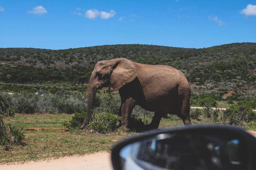 Sunshine Coast Sudáfrica - Paseo en Jeep en el Addo Elephant Park
