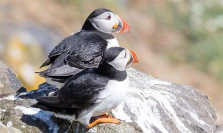 Puffins are among the seabird species seen at RSPB St Bees.