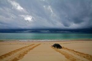 Great Barrier Reef: Green turtle on Raine Island