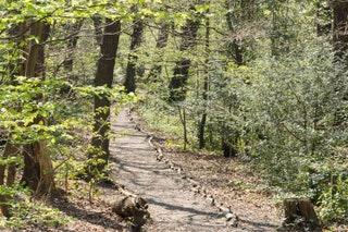 The best walk in London for woodland trekking  Unless you live nearby Sydenham Hill Wood has probably escaped your...
