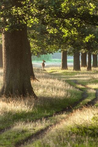 The best walk in London for showstopping views  Get to know some gorgeous parts of southwest London via this seriously...
