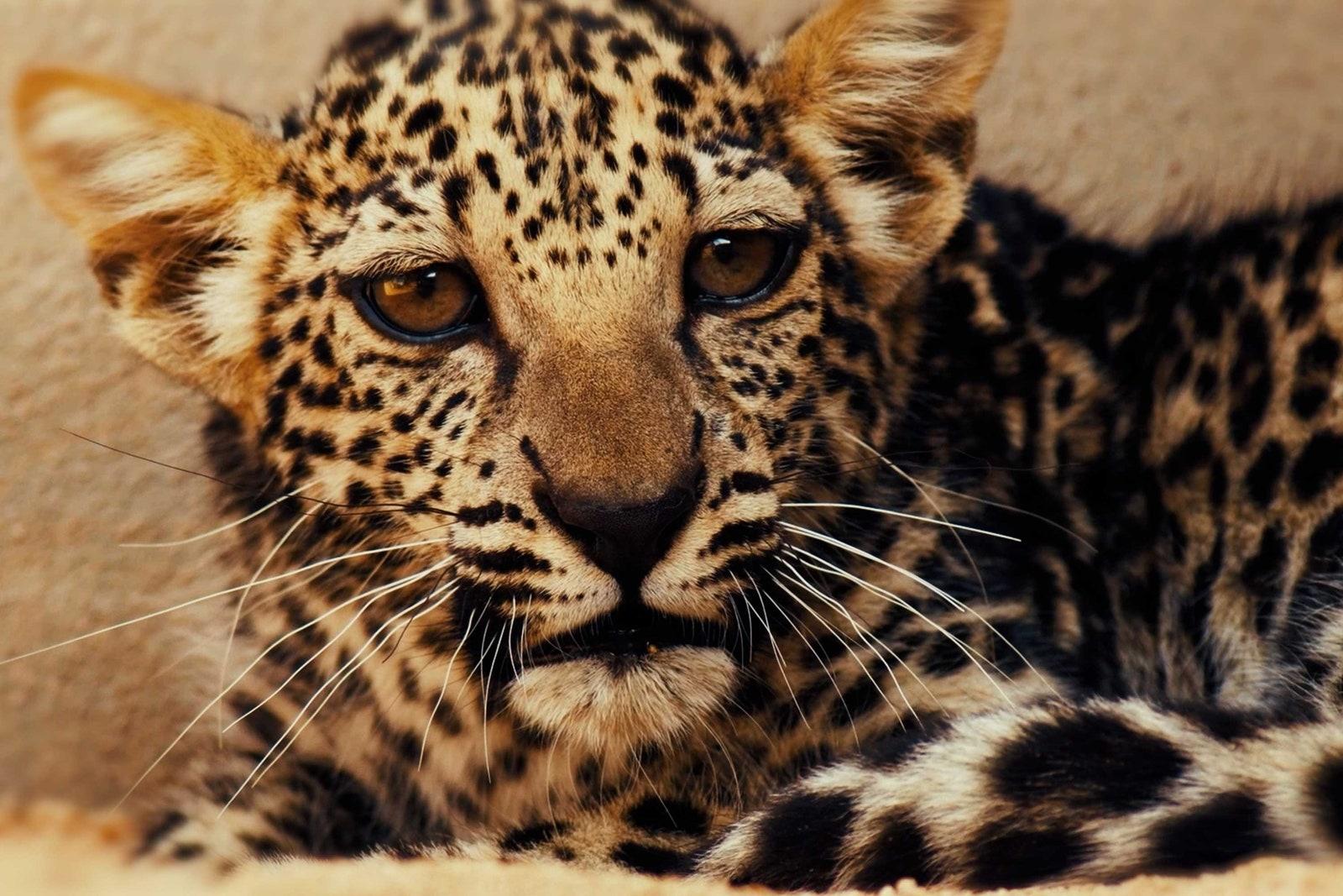 7 things to see or do in AlUla Saudi Arabia